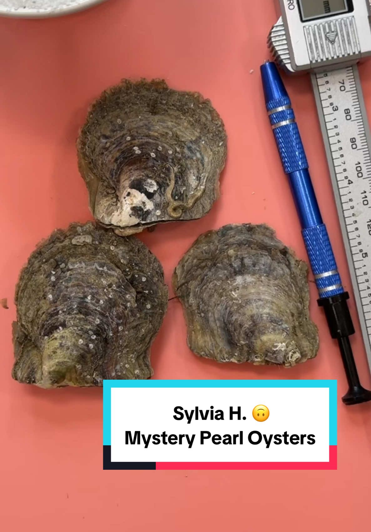 Sylvia H.  🙃 mystery pearl oysters   Love it, 💕 you can open yours at home or we can make a video for you. You can order yours by clicking the link in bio or going to Dezlin.com to order! 1000s of items available. US Based Company   #pearlparty #edisonopening #pearls #pearl #gooddeal #scoops #sterlingsilver #jewelry  #fyp #goodstuff #candle #candles #shoppingaddict #shoppingfun #shopping #ringbomb #usbased #awesomedeals #baroquepearls #dezlinscoop #dezlinreveals #oysters #oysteropening #oysteropenings #pearlopening #pearlparty #birthdaygirl #birthdaygift #birthdaygifts #giftidea #giftideas #fypp #edisonopening 