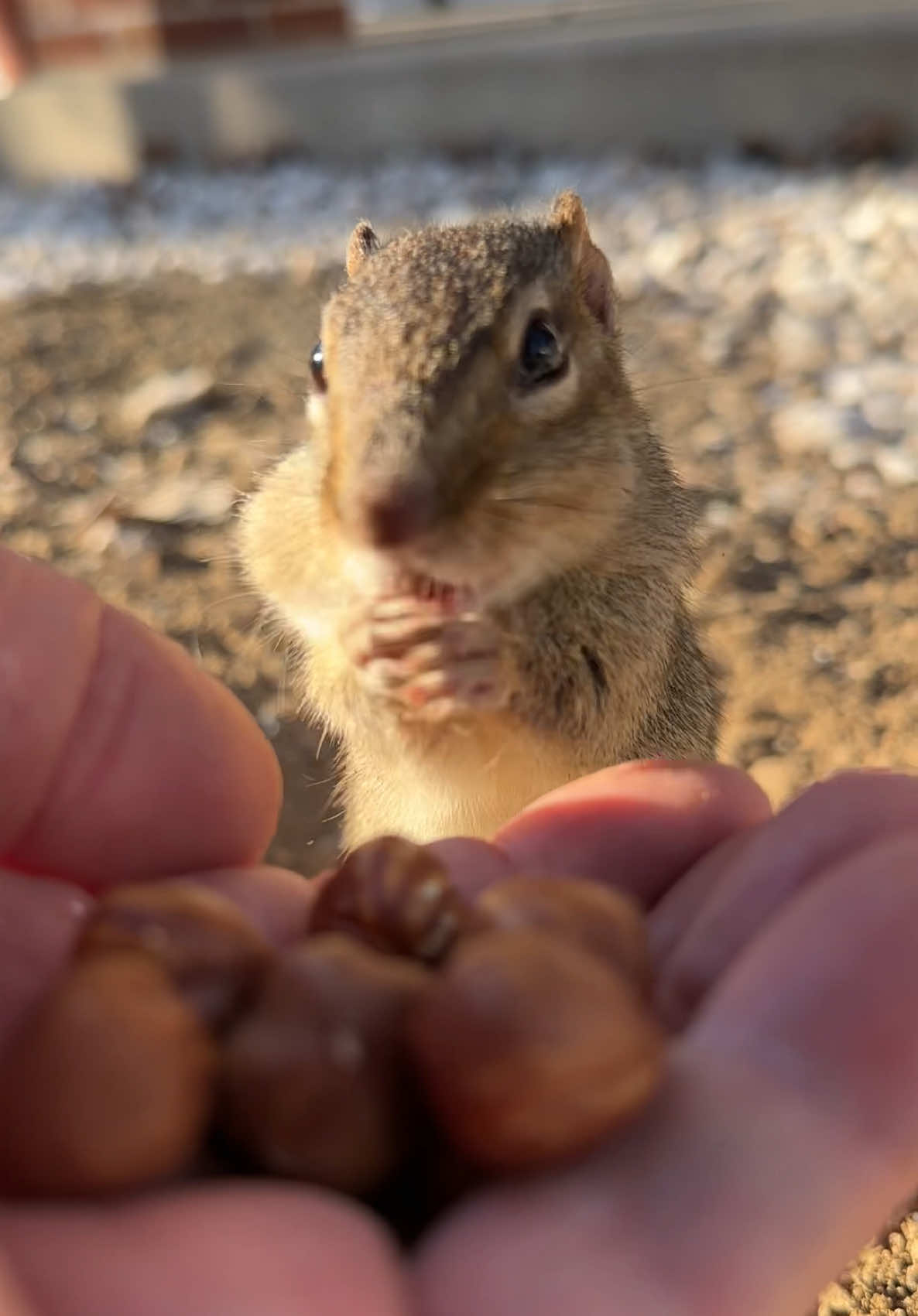 Spread the word, me Squishy is back from hibernation, fill the cheeks please #fyp #chipmunks #welcomeback #squishy #cuteanimals 