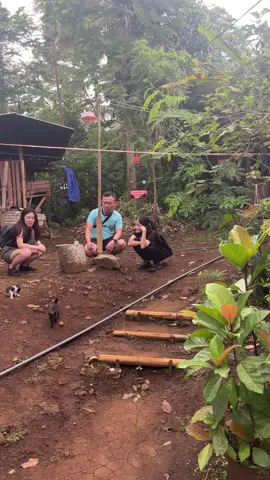Aviary tumpaksewu   Trimakasi banyak sudah melihat Aviaryku tamu dari china  #aviarytumpaksewu#fypaviarytumpaksewu #aviariviral #lumajang_jawatimur #fypシ #fyppppppppppppppppppppppp 