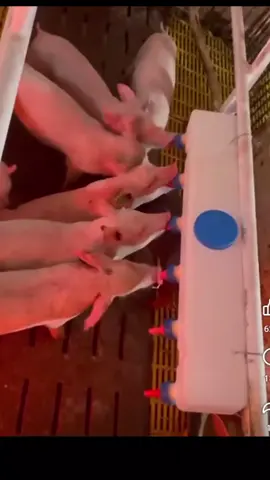 bình bú cho heo con 7 vú 9 vú 12 vú #binhbuchoheo #kimcatduoiheo #xuhuong #nuoilon #nuoiheo #nuoilon #nuoiga 