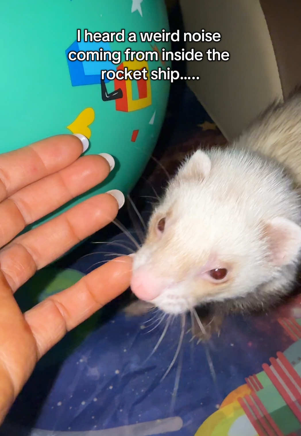 Just Tuna things  #tuna#tunahaul#ferret#ferretsoftiktok#ferrettok#pets#fyp#foryou#foryoupage#animaltok#dogtok#cattok#babytok#toddler#momtok#momlife#dogsoftiktok#funnyanimals#funnypets#animalvoiceovers#voiceover#southerngirl#PetsOfTikTok#zoo#Home#house#clothes#wildlife#wildliferehab#georgia#southgeorgia #baby#toddler#momhack 