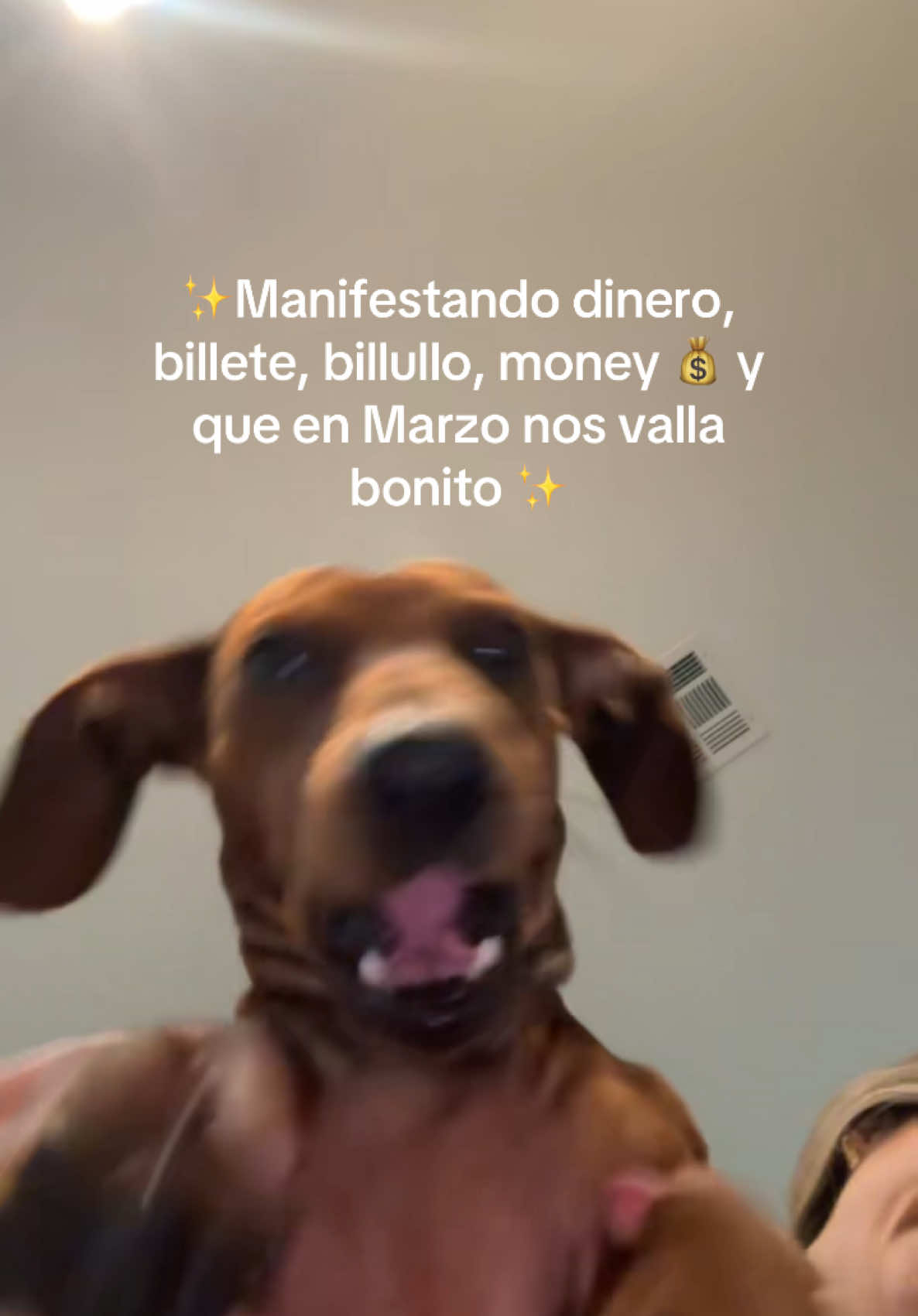 Manifestando dinerito y que nos valla bonito en marzo a todos ✨♥️😌 #manifestation #manifesting #manifestando #dinero #marzo #manifestaciones 😂♥️🥰🐶