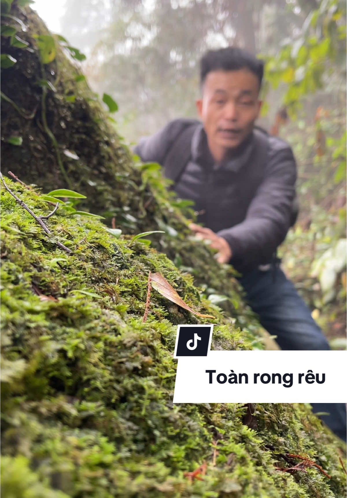 Phần 209: tập 9; hành trình trong rừng và những cây thảo dược #thaoduocvungcao #thaoduocvungcaodantoc #thaoduocgiatruyen #thaoduoc 