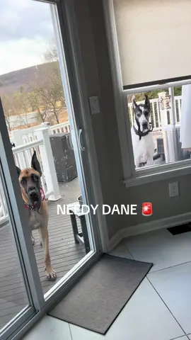 NEEDY Dane alert 🚨 #openthedoor #greatdane #foryoupage #dog 
