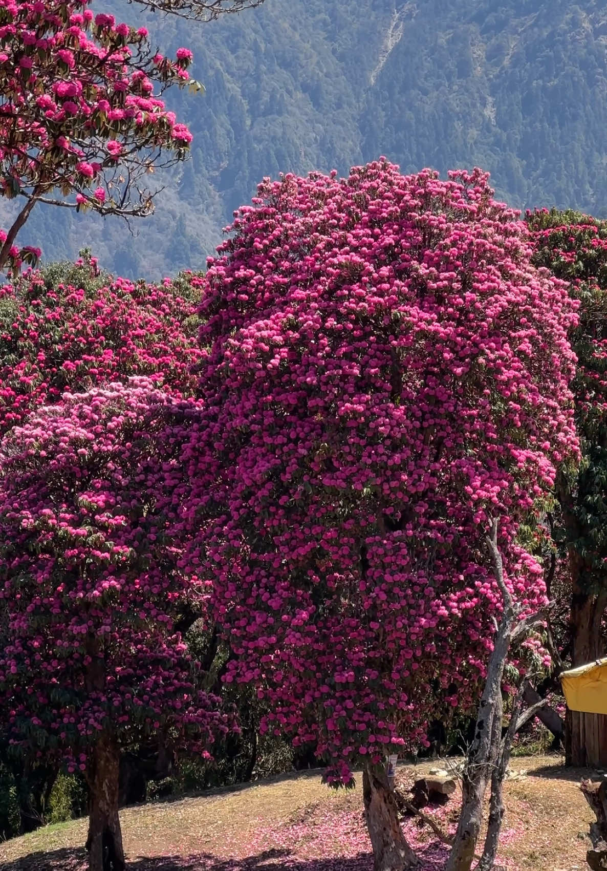 #naturemania #myagdi #ghorepani #poonhill #nature #nepal