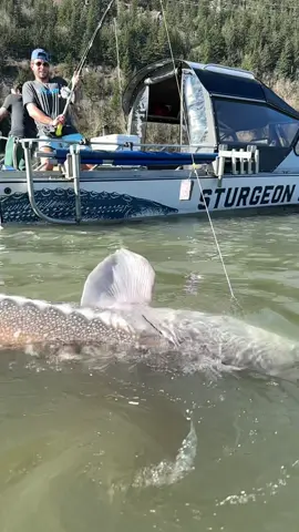 Unbelievable double header with 2 giant fish🐟🐟 What a great start to our March fishing! #fishing #sturgeon #fish #videos #sturgeonfishing #fraserriver #sturgeonco #bucketlist #2025 