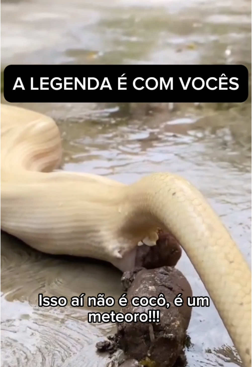 Quando a natureza decide fazer história! 🐍💩 A cobra não economizou no peso! 😂 Quem vai limpar isso agora? 🚜💀  #CocôDeCobra #NaturezaBruta #MeteoroDeCocô #TikTokHumor #HumorPesado #Serpente #CocôPesado #AventuraNaTerra #RirÉOMelhorRemédio #ComédiaTikTok #MomentosHistóricos #CocôGigante #Plop #RisosGarantidos #NaturezaEngraçada