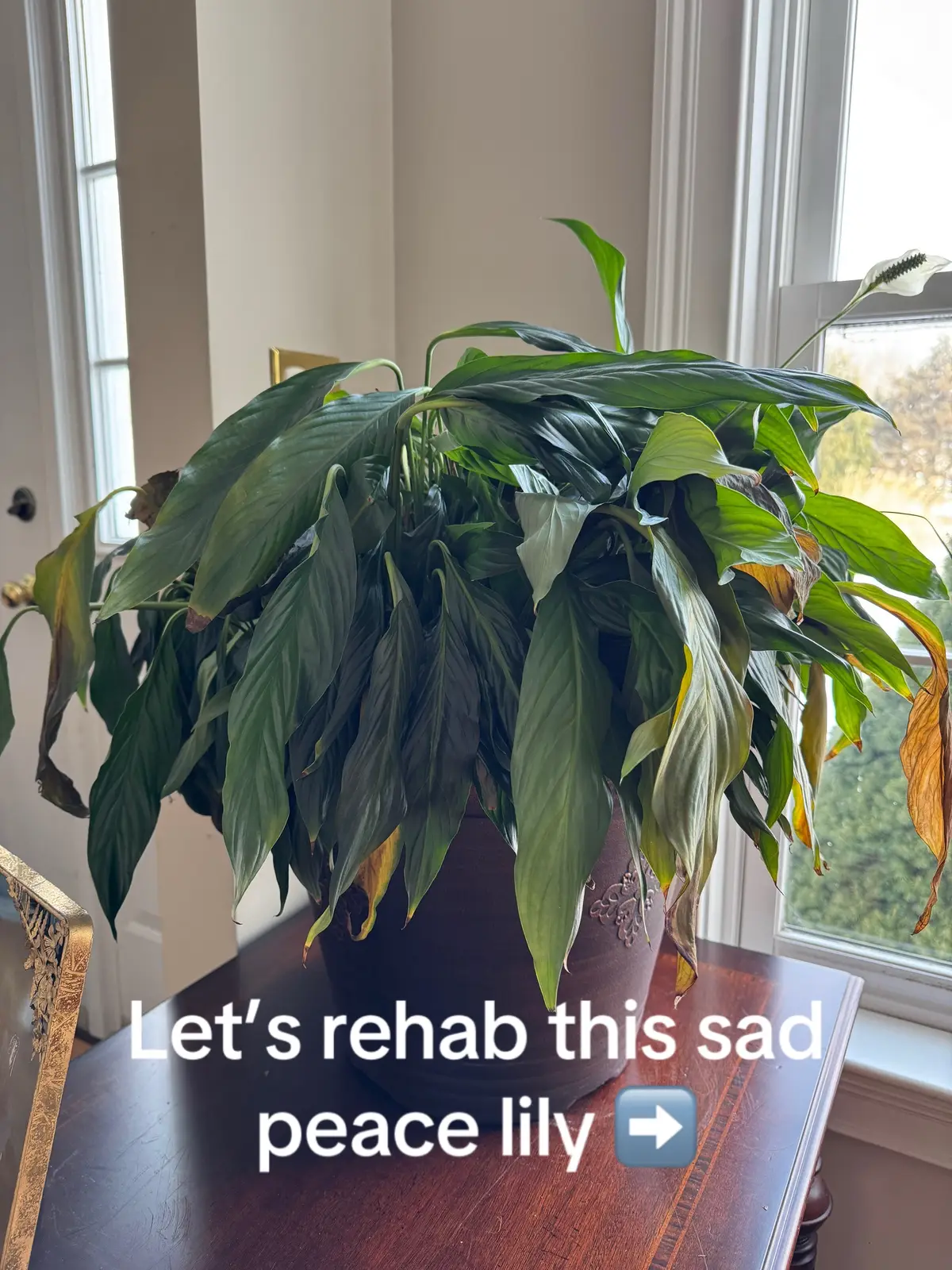 Watch me turn this tired and wilted peace lily from sad to stunning in 24 hours. #gardening #houseplants #mastergardener #plants 