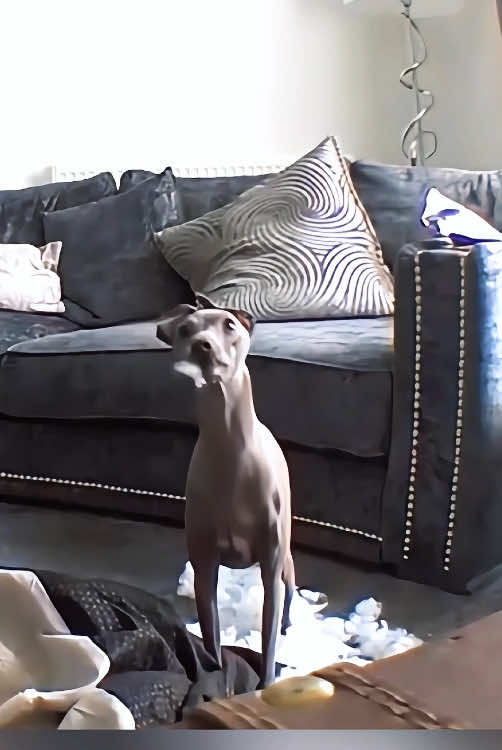 Dogs in the surveillance footage #happy #pet #Funny #dogs #funnyvideos #omg #fyp #dog 