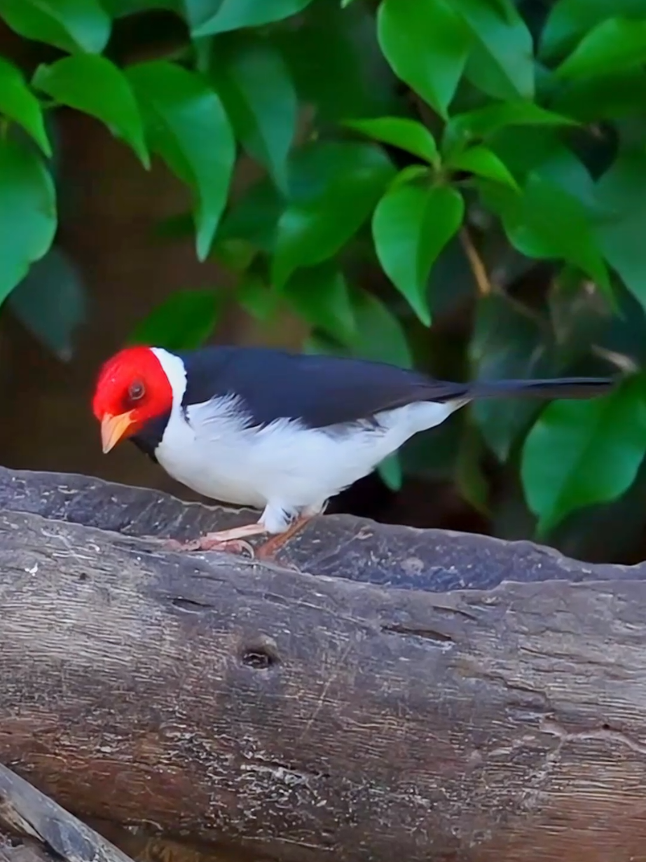 The branch is my exclusive bar counter. With a red head and an auspicious color, this red-headed bird boasts a rare color scheme. The vibrant crimson feathers on its head form a natural crest, while its chest and belly are white. The Yellow-billed Cardinal (Paroaria capitata) is a striking songbird native to South America, particularly found in regions such as Brazil, Bolivia, Paraguay, and Argentina. It is easily recognizable by its vivid red head, contrasting sharply with its white underparts and black back. As its name suggests, it features a distinctive yellow bill, which adds to its vibrant appearance. This bird thrives in open habitats like grasslands, shrublands, and near water bodies. Known for its melodious song, the Yellow-billed Cardinal is a popular species among bird enthusiasts and is sometimes kept in aviculture. Despite its beauty, it is not considered globally threatened and maintains stable populations in its natural range. #birds #DidYouKnow #yellowbilledcardinal #cardinal 