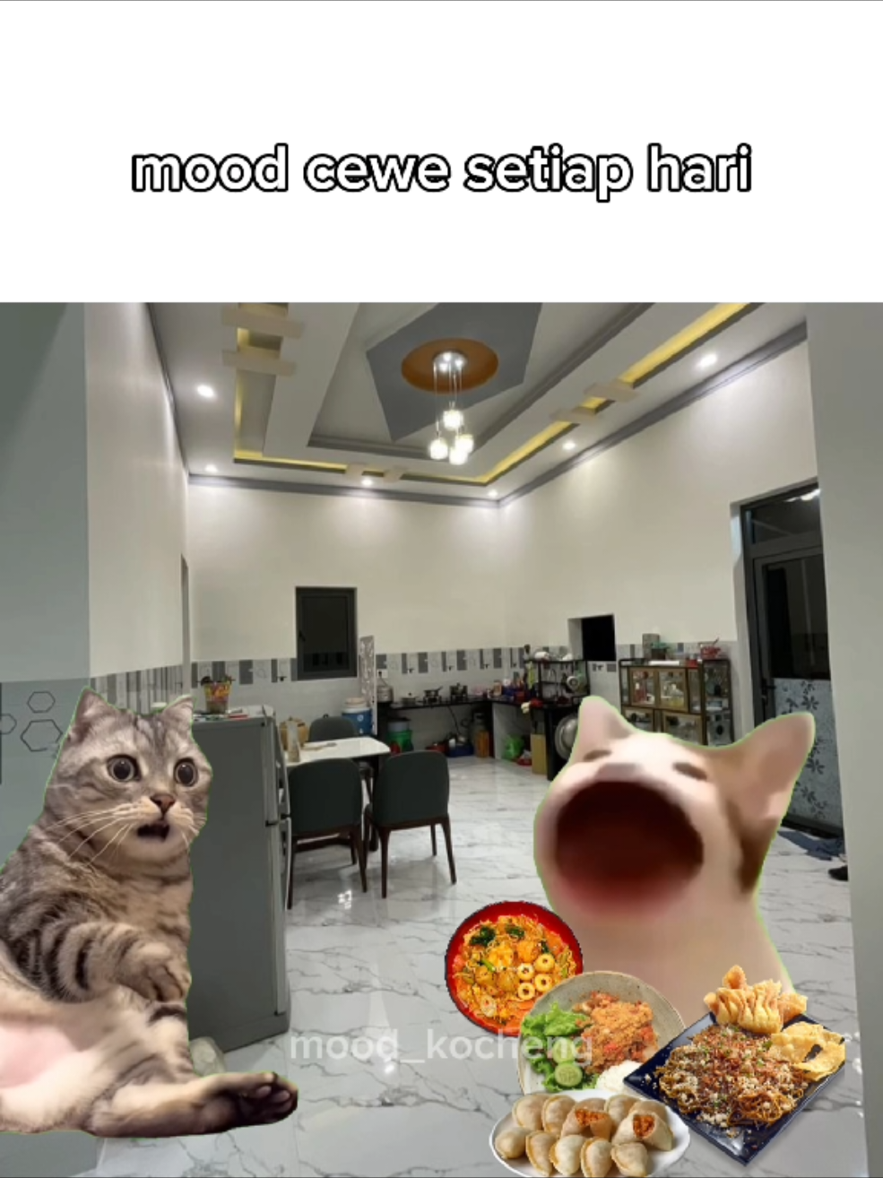 #memekucing 