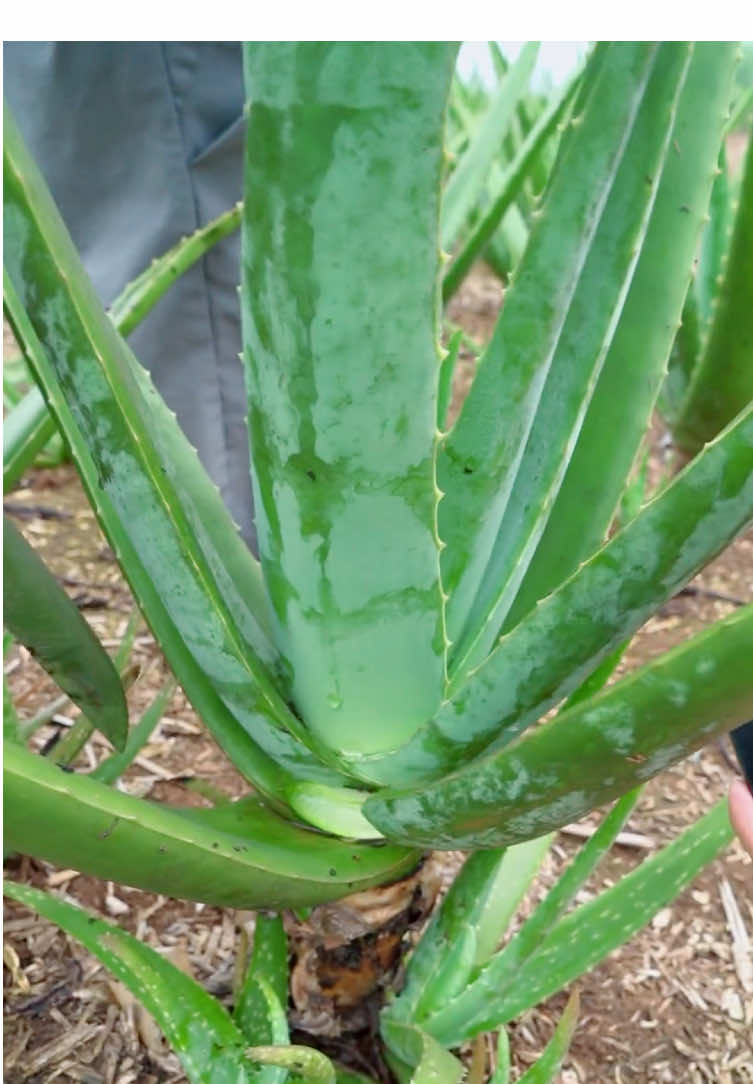 Harvest aloe vera #garden #farming #harvest #vegetables 