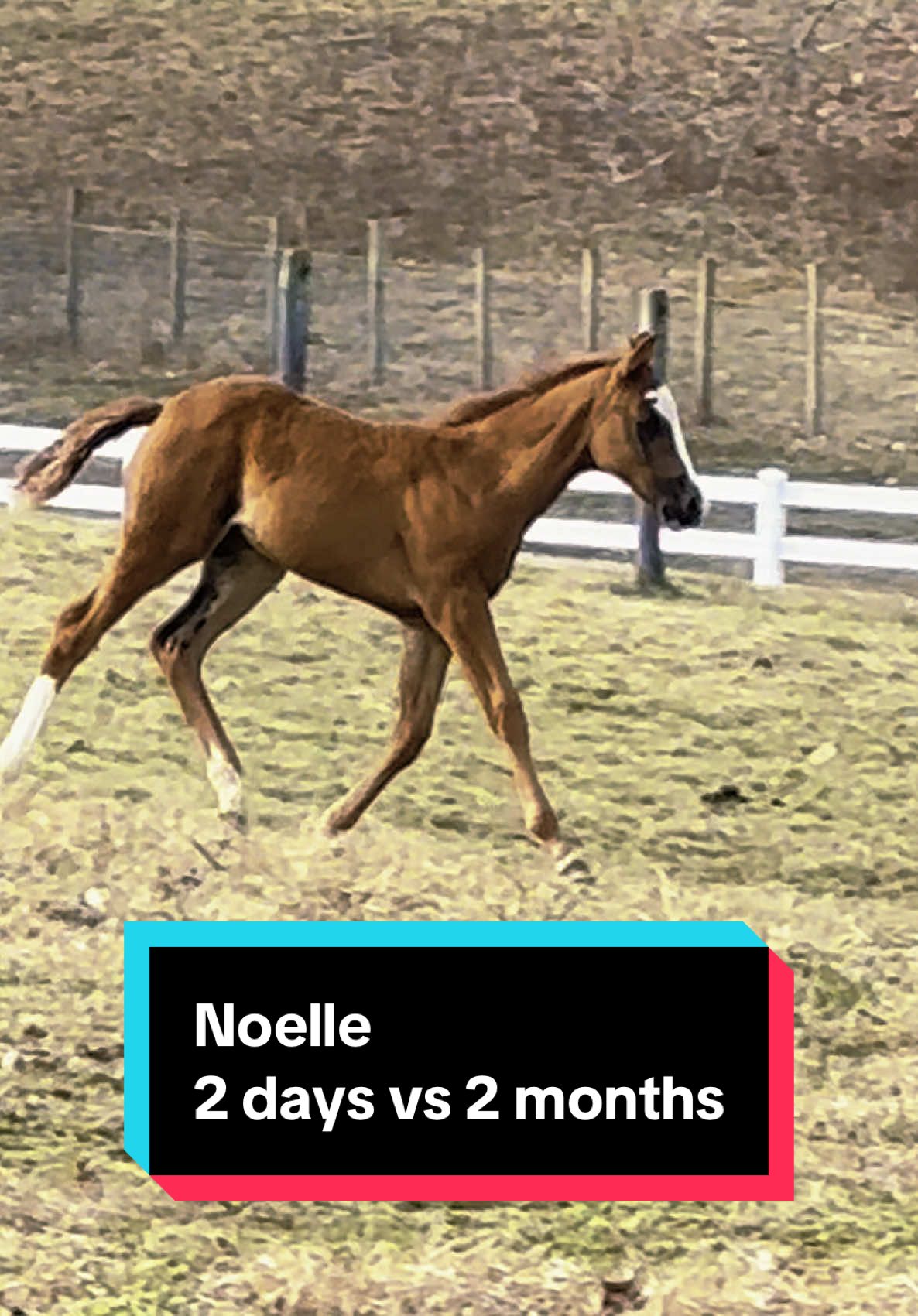 2 months have FLOWN by💕🐴 #foalsoftiktok #foalsof2025 #aqhafilly #aqhafoal 