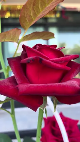 กุหลาบตัดดอก เรดบัคคาร่า🌹🌹 #ปลูกกุหลาบ #กุหลาบเลื้อย #กุหลาบ #ต้นกุหลาบ #กุหลาบตัดดอก #กุหลาบแดง #เรดบัคคาร่า #ไร้หนาม #กลิ่นหอม 