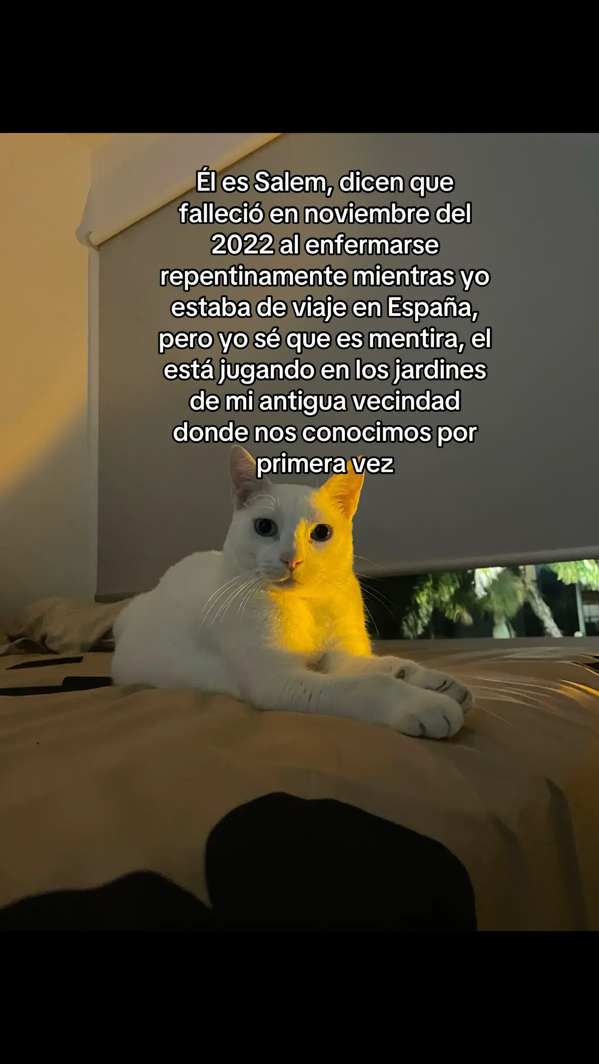 Siempre siempre en mi corazón mi gordito :( #gato #mascota 