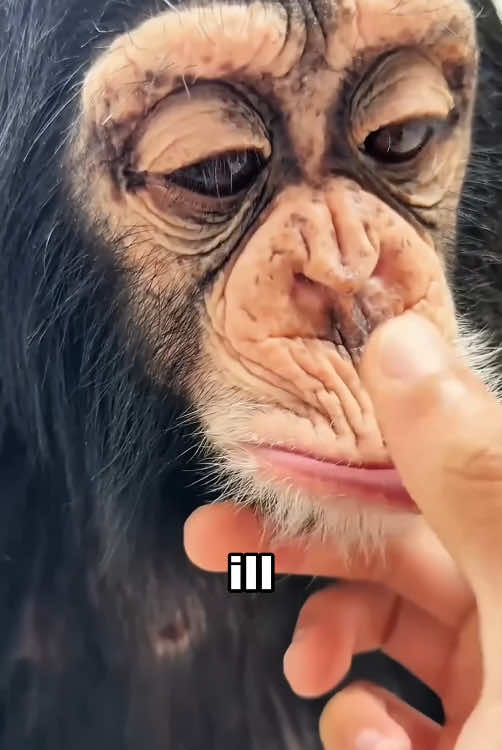 Do chimpanzees use tiktok? #foryour #funny #animals #cute #tiktok 