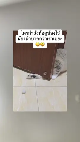 ชีวิตมันยากเนอะ 555 #fyp #แมว #แมวน่ารัก  #แมวส้ม  #แมวตลก  #แมวดื้อ  @เก๊ท เก๊ท  @เก๊ท เก๊ท  @เก๊ท เก๊ท 
