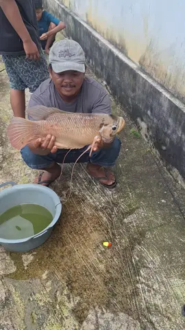 ikan lele jumbo!!! #fyp #mancing #gurame #angler 
