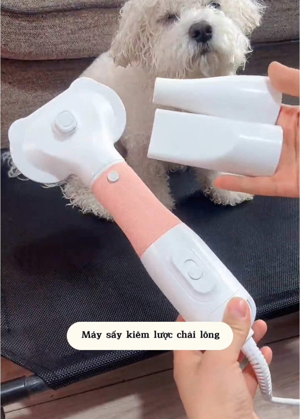 Máy sấy kiêm lược chải giúp Sen chăm sóc tốt lông cho bé sau khi tắm 🐶 #maysaykiemluocchailong #maysaylongthucung #maysaylongchomeo #cunyeu #fyp #dog #cute #thucung #poodle #bunquystoc 