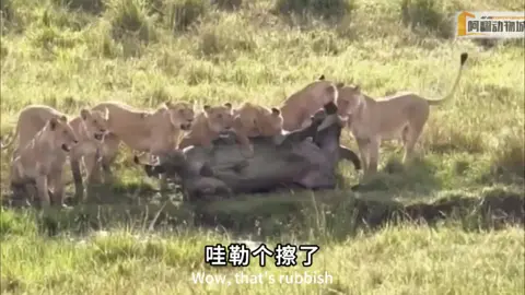 7310400502636793114牛老二以为稳了，结果直了