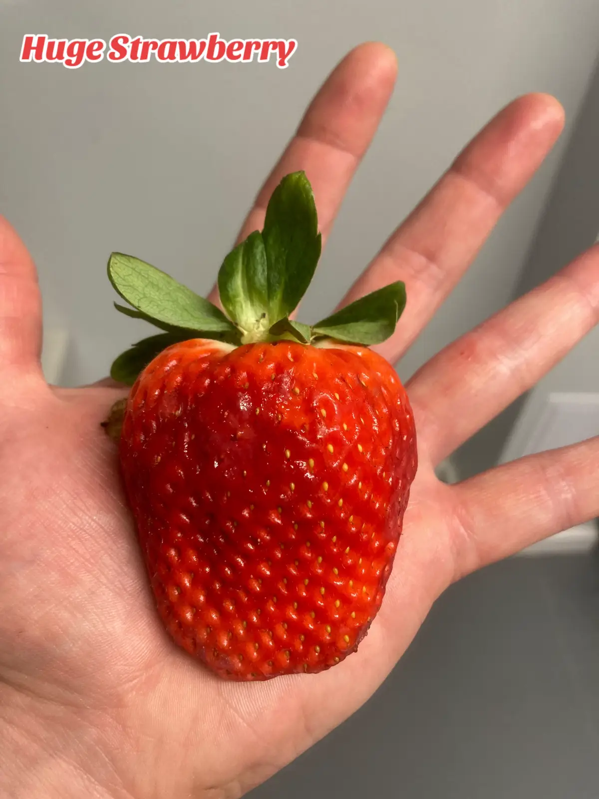 When I say I want a strawberry… this is what I’m talking about 😍🍓… L  #food #FoodTok #strawberry #fruit #tasty #healthy #delicious #big #huge #fyp #foryoupage 
