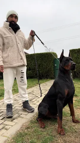 ‏‎‏#dog #dogs #الكويت #dogstory #_الصيني_ماله_حل😂😂😂 #tiktok #kuwait #الكويت🇰🇼 #الشعب_الصيني_ماله_حل #fyp #foryou #foryoupage #fypシ #lovedogs #usa #trending #india #مصر #egypt #مصر🇪🇬 #امريكا #ترند  #الكويتي  #الكويت❤️  #kuwait🇰🇼  #kuwait_tiktoker  #kuwait_tiktoker🇰🇼  #q8  #q8الكويت #puppylove #puppies #puppytiktok #puppiesoftiktok #rottweiler #الشعب_الصيني_ماله_حل😂✌️ #الشعب_الصيني_ماله_حل😂😂🙋🏻‍♂️ #usa🇺🇸 #usa_tiktok #reels #animals #greenscreen #quotes #ضحك #ضحك_وناسة #ضحك😂 #funny #funnyvideos #funnyvideo #funnymoments #cat #catsoftiktok #cute #cats #catlover #cattok #catwalk #catslovers