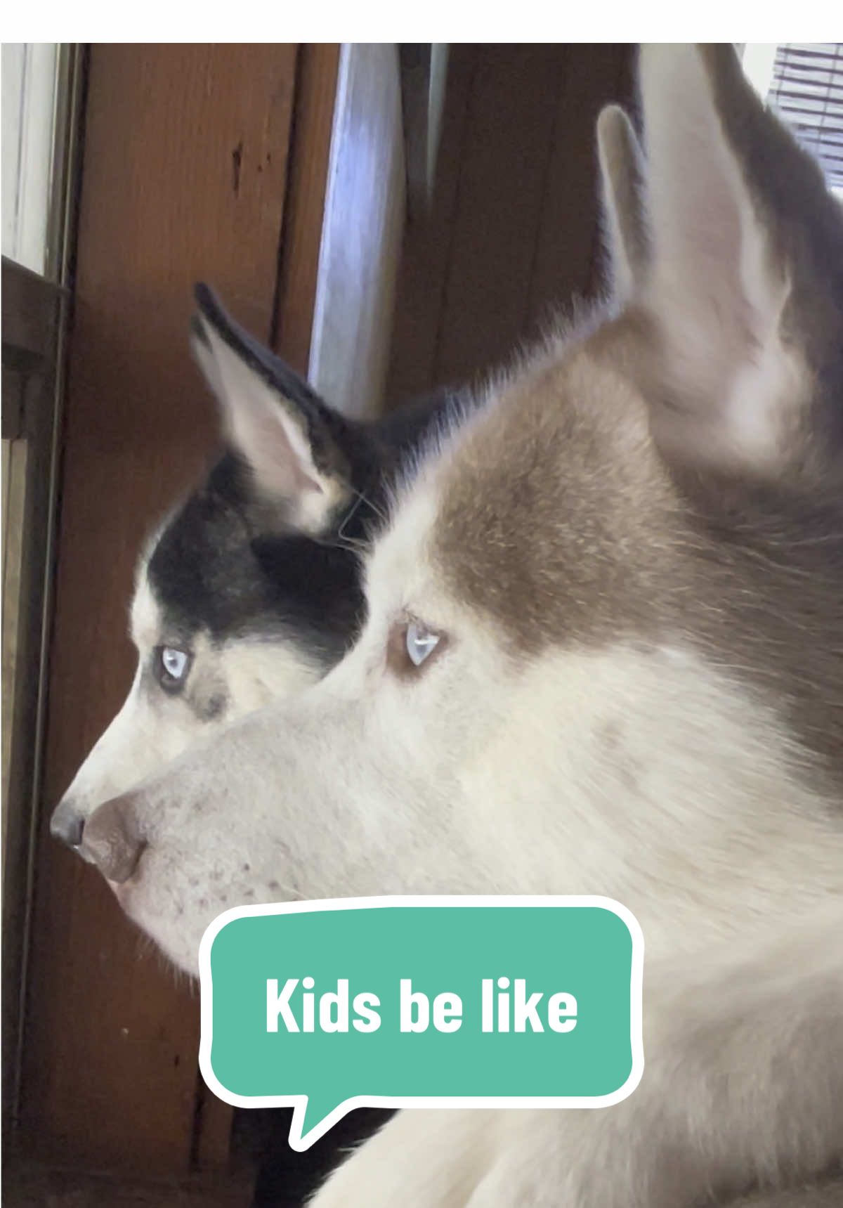 🥴🥴🥴 #husky #huskies #huskiesoftiktok #dogsoftiktok #siberianhusky #huskysaurusdex #fyp #fyppppppppppppppppppppppp #fypviral 