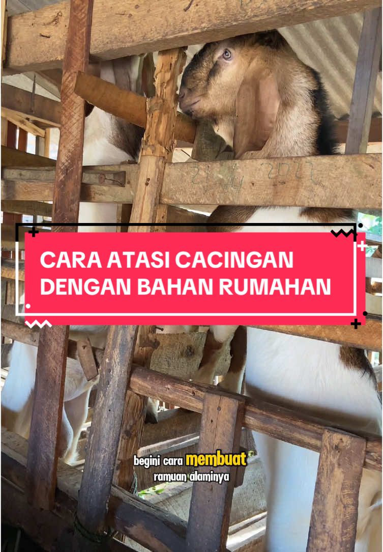 Cara mengatasi kambing cacingan dengan bahan alami yang ada di rumah #ternakkambing #kambing #kambingetawa #kambinggolek #peternakkambing #peternakkambingmuda 