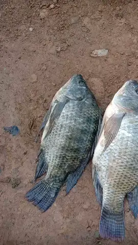 gambar iwak nila sak kancane  #mancing #nila #nyobok #fyp #viral #wadukjatiluhur 