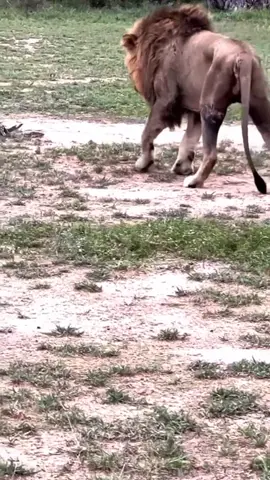animal video wild life #animalvideos #wildlifenature #foryou #foryou #foryou #foryou #foryou 
