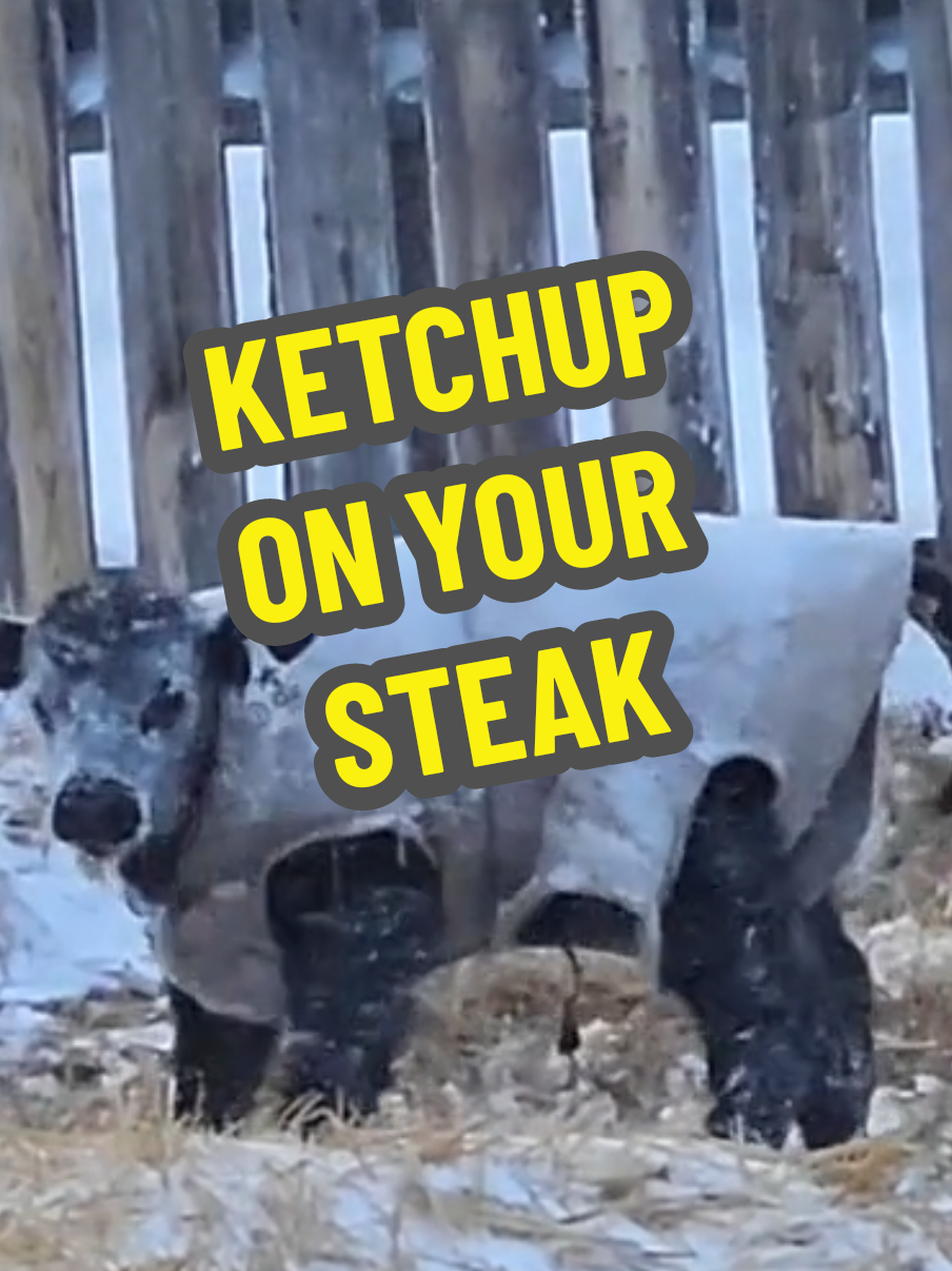 We did everything to keep the cows and calves alive so you can put ketchup on your steak. #COW #farmlife #food #steak #calf 