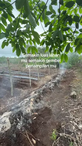 Persiapan 10rb batang CMK#petanimuda #petanimandiri #petanimilenial #fypシ #xyzbca #petanicabe #caberawit #milfar_id #storywa 