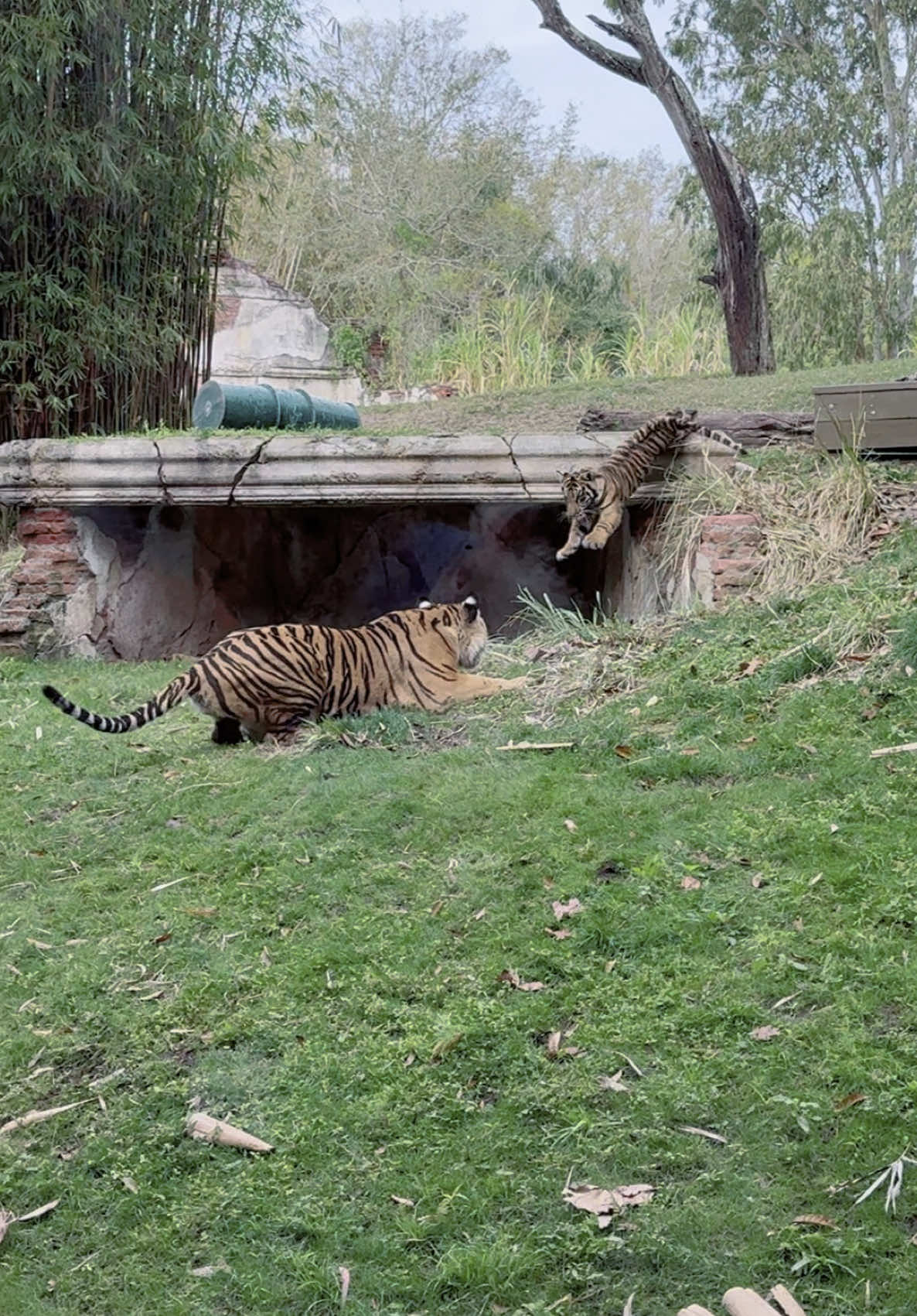 I can watch baby Bakso play all day!!!✨🫶🏼 #bakso #animalkingdom #disneyworld #disneyparks #babytiger #disneytiktok @Disney Parks 