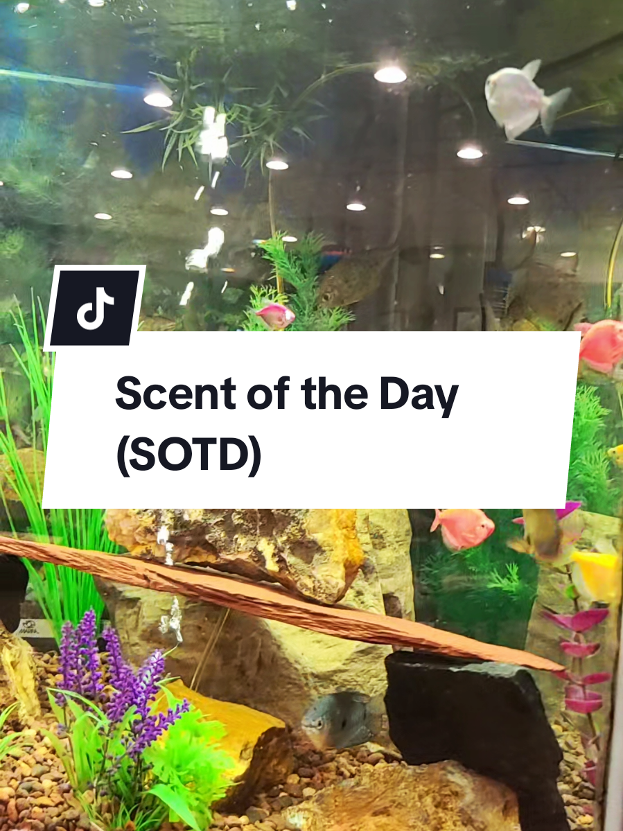 What are you wearing today? #perfumetiktok #perfumetok #sotd #scentoftheday #perfumecommunity #perfumeaddict #perfumelover #saltair #saltairbody #santalbloom #vanillavoyage #arabperfume #layeringcombo 