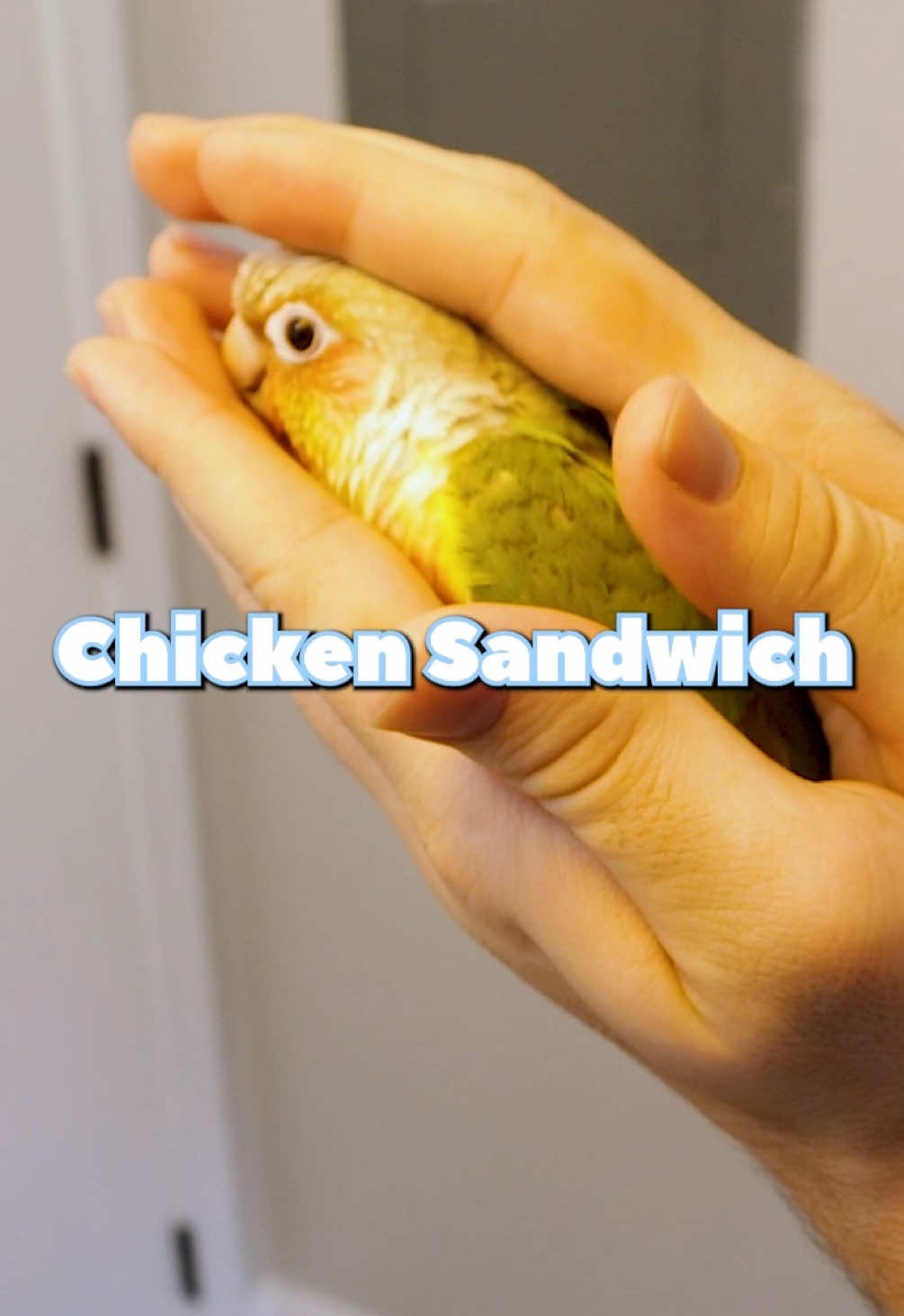 Should you make your #bird into a chicken sandwich? #lol #conure #memes 