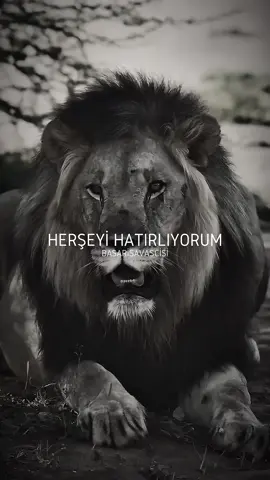 ⚡ Premium içerikler için takipte kalın. İnstagram ➡️ @basarisavascisii Beğenmeyi ve takip etmeyi unutmayın. #motivasyon #kisiselgelisim #basari #aslan #lion #motivasyonvideolari 