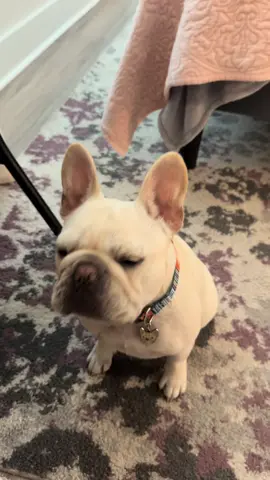 #frenchie #frenchbulldog #frenchiesoftiktok #frenchies #frenchbulldogs #frenchbulldogsoftiktok #getafrenchietheysaid #cute 