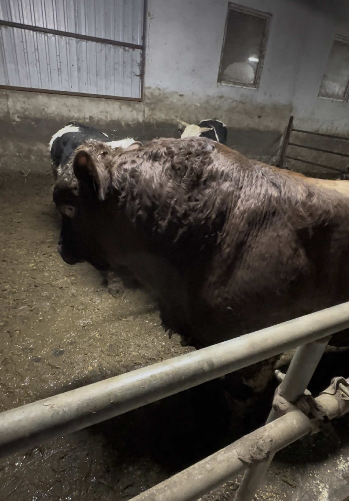 #fermarosca #farm #cows #fermadevaci🐂 #angus #tauri #viral#fyp #urmaritori #candesti 