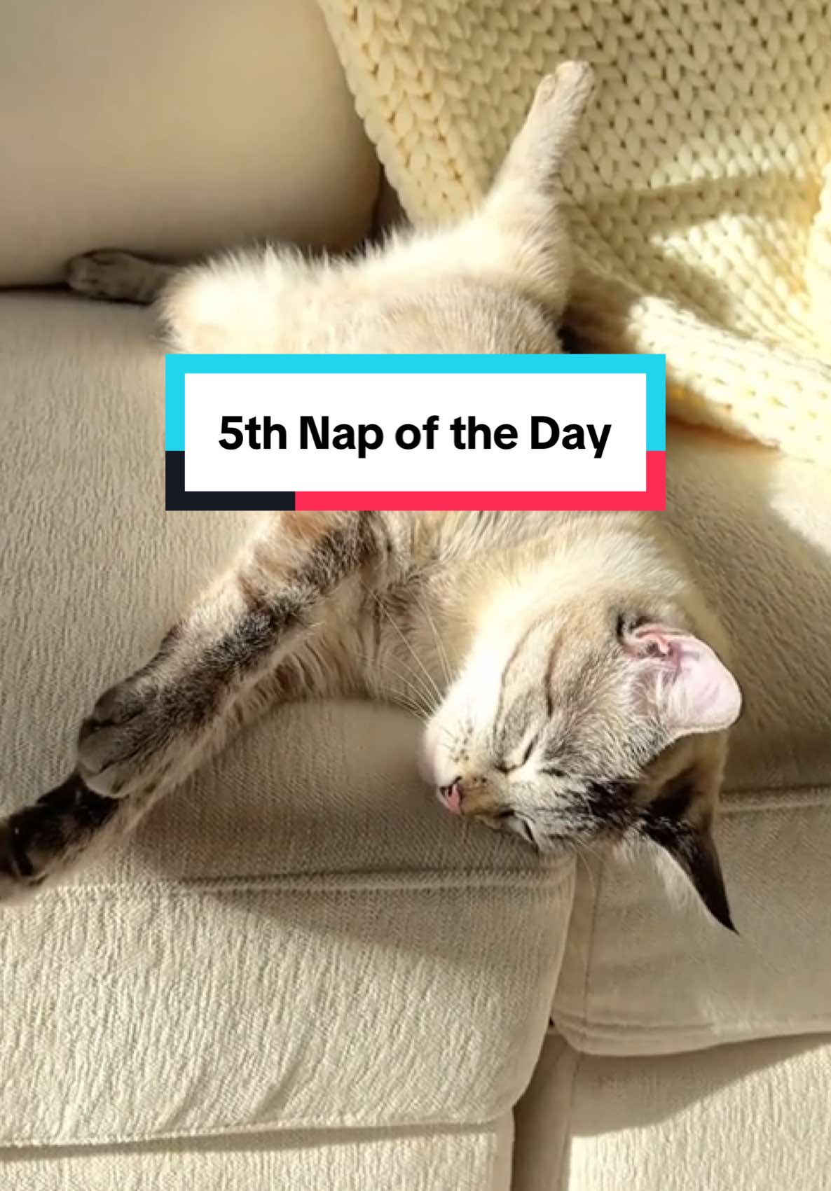 cats have it all figured out imo #catsleeping #sleepingcat #lazycat #cats #catmom 