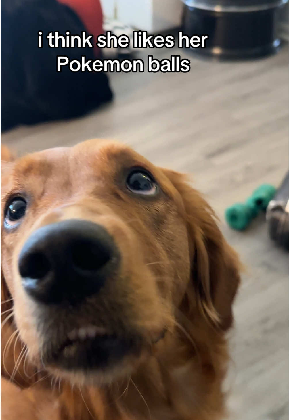 this is ASMR 🤌🏻 #goldenretriever #pokemon 