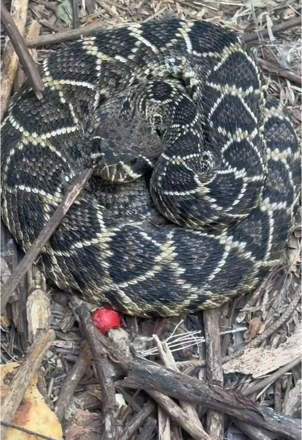 I was inches from a Rattlesnake bite!! (Insane Close Call!!) #rattlesnake #snake #wildlife #nature #animals #fyp 