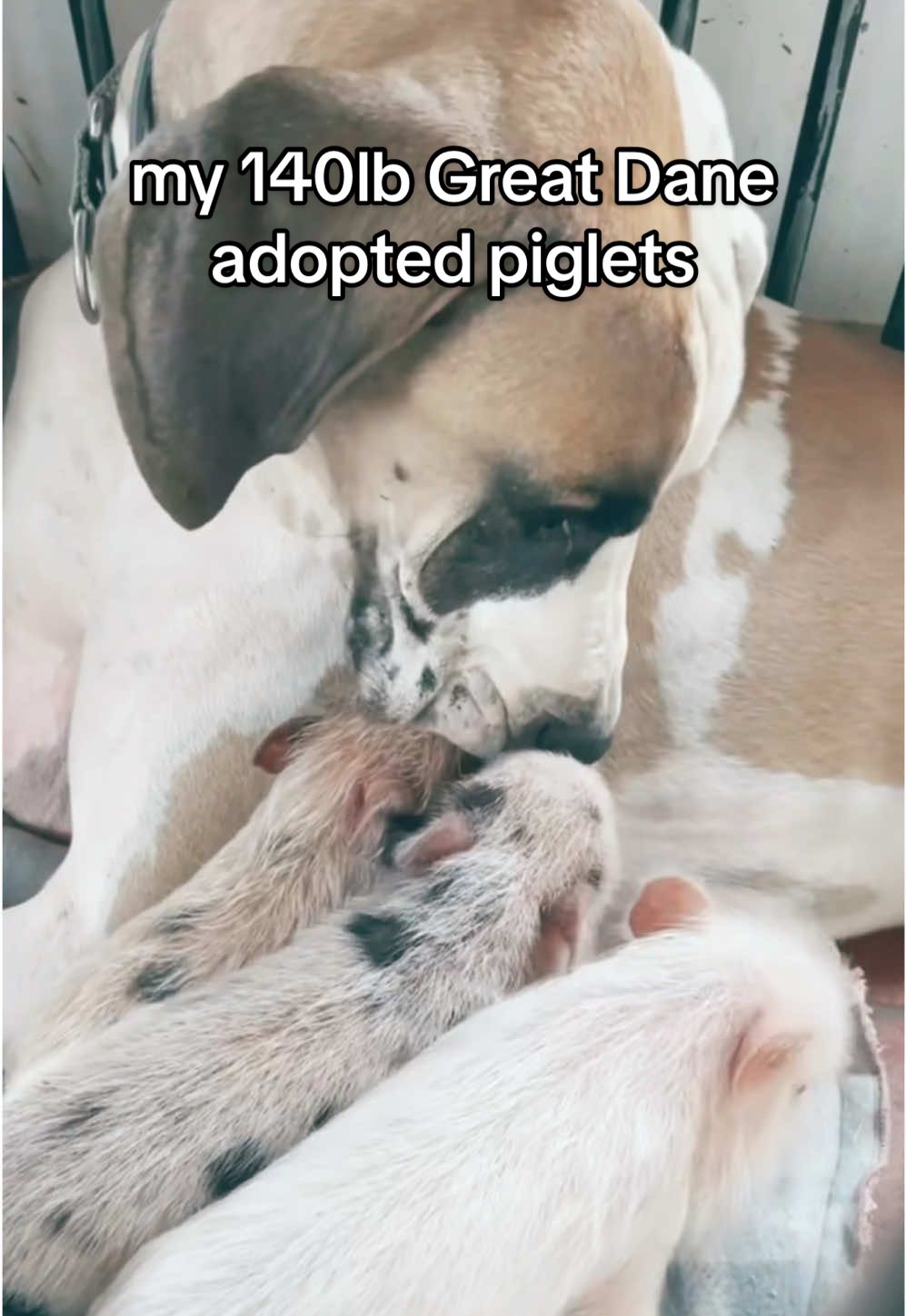 Just my 140lb Great Dane and his adopted piglet babies #ADOPT #dogsoftiktok #dogs #dogtok #doglife #doglove #puppiesoftiktok #greatdane #bigdogs #bigdogsoftiktok #greatdanesoftiktok #piglets #pigsoftiktok #piggy #minipig #cute #cuteanimals 