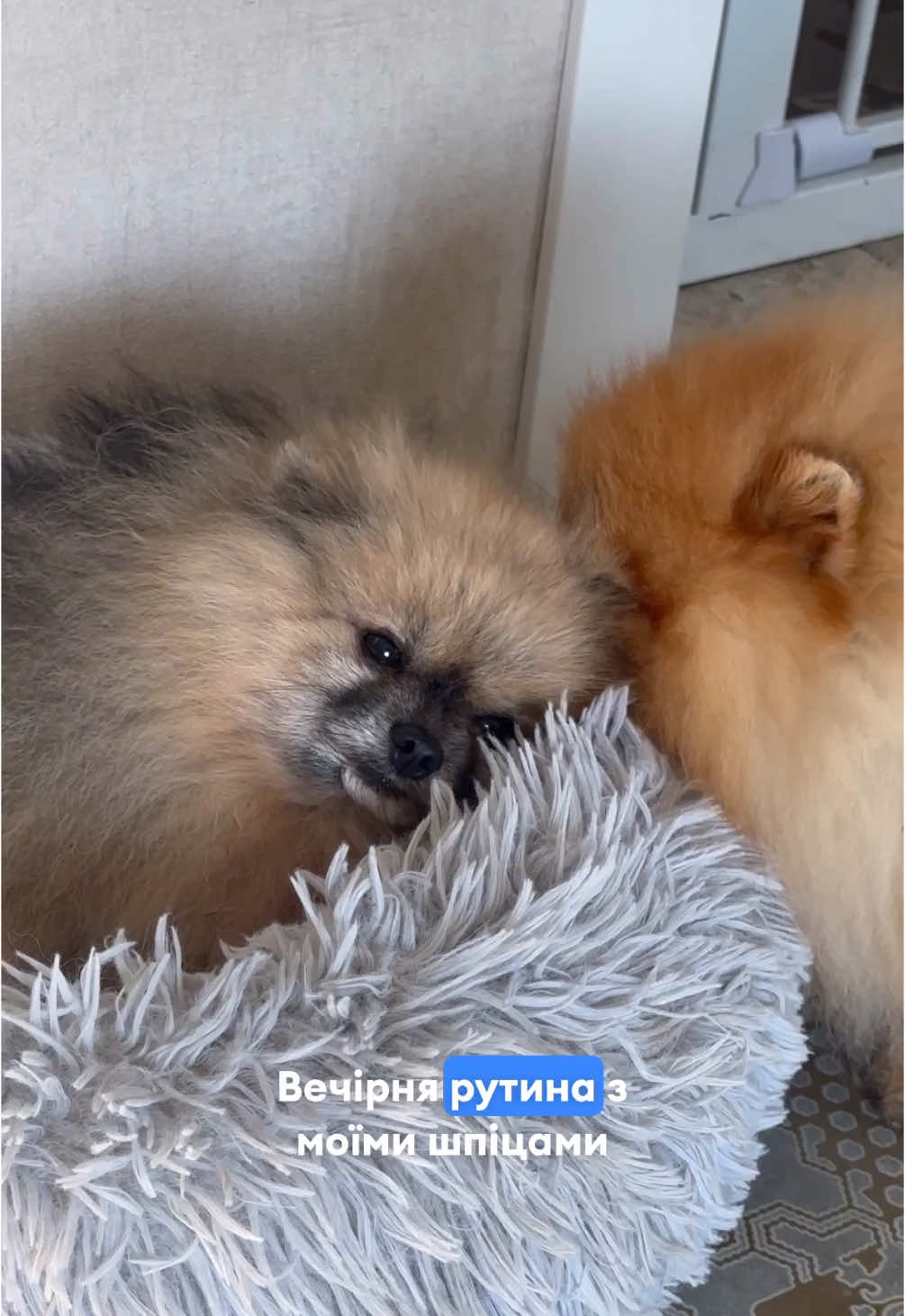 А яка рутина у ваших улюбленців?🐶 #шпиц #померанец #померанскийшпиц #шпицукраина #шпіц #заводчикшпицев #spitz #шпіцукраїна #pomeranian #pom 