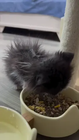 Small kittens enjoy eating food but i so hilarious i cant stop watching cat attitude ##catattitude##FurryBaby##KittenLove