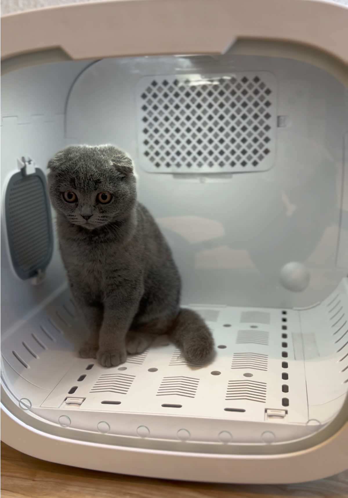 Love this air dryer makes bath time so much easier after !!  #catfinds #airdryer #dryer #catdryer #catdryerbox #amazon #amazonfinds #amazonmusthaves #catlover #cattok #scottishfold #scottishfoldcat #cattips #lifeofacat #catlife #catlifestyle 