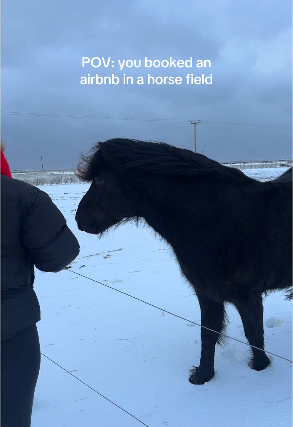 Icelandic horses might be one of my new favorite animals #icelandichorse #icelandtrip #thingstodoiniceland 