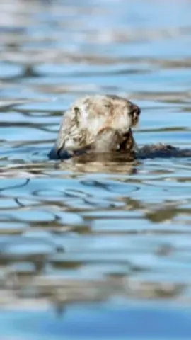 Escape your feed for a moment and chill with these otters 🦦 New episodes of The Americas– watch NBC on @Peacock #wildlife #calming #otters 