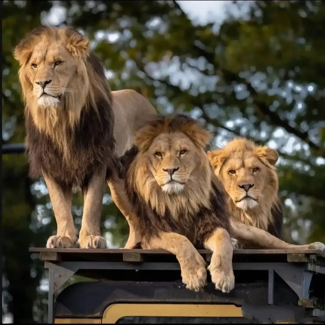 #seifsaeed🐅🥷🏼 #terndingvideo #عين شمس @🥷MADA🥷 @bondo2 