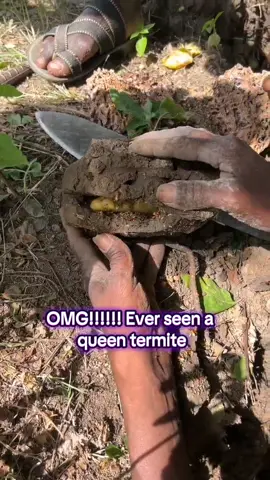 OMG!!!!!! Ever seen a  queen termite #fypシ゚viral #fyp #fypシ゚viraltiktok☆♡🦋myvideo🤗foryou✨♥️ #fypシ゚viraltiktok #kenyatiktok_kenya🇰🇪💖 #myrmecology 