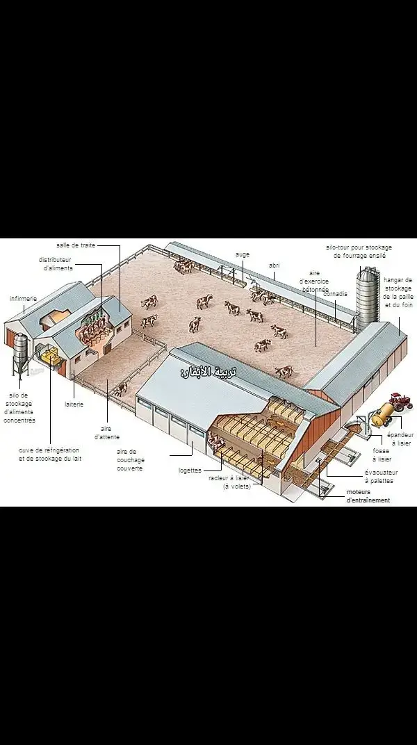 1. salle de traite → غرفة الحلب (Milking Parlor) 2. distributeur d’aliments → موزع الأعلاف (Feed Distributor) 3. infirmerie → المستوصف (Infirmary) 4. silo de stockage d’aliments concentrés → صومعة تخزين الأعلاف المركزة (Concentrated Feed Storage Silo) 5. laiterie → معمل الألبان (Dairy) 6. cuve de réfrigération et de stockage du lait → خزان تبريد وتخزين الحليب (Milk Refrigeration and Storage Tank) 7. aire d’attente → منطقة الانتظار (Waiting Area) 8. aire de couchage couverte → منطقة النوم المغطاة (Covered Resting Area) 9. logeattes → أماكن الإقامة (Cubicles) 10. racleur à lisier (à volets) → مكشطة الروث (Slurry Scraper with Blades) 11. fosse à lisier → حفرة الروث (Slurry Pit) 12. évacuateur à palettes → ناقل الروث بالمجاديف (Paddle Evacuator) 13. moteurs d’entraînement → محركات التشغيل (Drive Motors) 14. épandeur à lisier → موزع الروث (Slurry Spreader) 15. hangar de stockage de la paille et du foin → مخزن تخزين القش والتبن (Straw and Hay Storage Shed) 16. silo-tour pour stockage de fourrage ensilé → صومعة برجية لتخزين العلف المخمر (Tower Silo for Silage Storage) 17. abri → المأوى (Shelter) 18. auge → المعلف (Trough) 19. aire d’exercice bétonnée → ساحة التمارين الخرسانية  #agro #food #agricultura #countrylife #gardening #tractors #photography #farm #explore(Concrete Exercise Area)